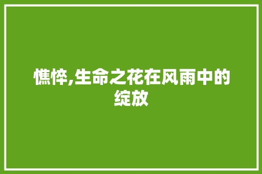 憔悴,生命之花在风雨中的绽放