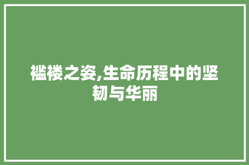 褴褛之姿,生命历程中的坚韧与华丽