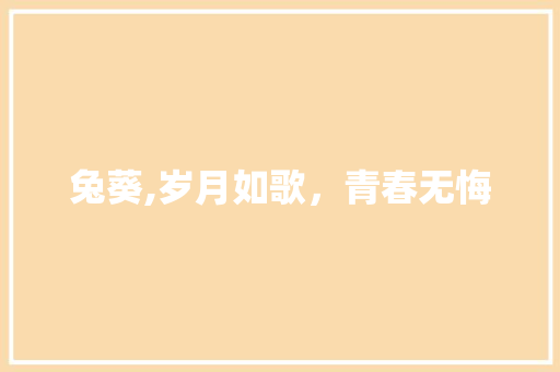 兔葵,岁月如歌，青春无悔