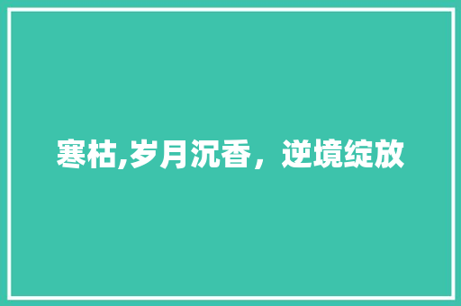 寒枯,岁月沉香，逆境绽放