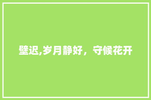 壁迟,岁月静好，守候花开