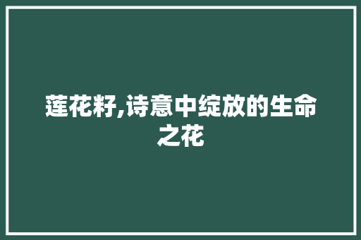 莲花籽,诗意中绽放的生命之花