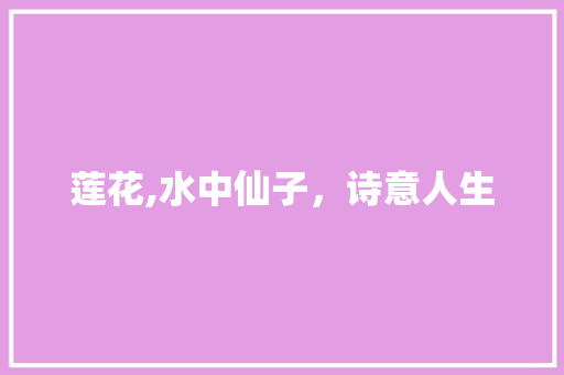 莲花,水中仙子，诗意人生