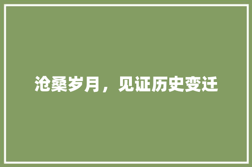 沧桑岁月，见证历史变迁