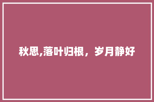 秋思,落叶归根，岁月静好