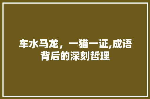 车水马龙，一猫一证,成语背后的深刻哲理